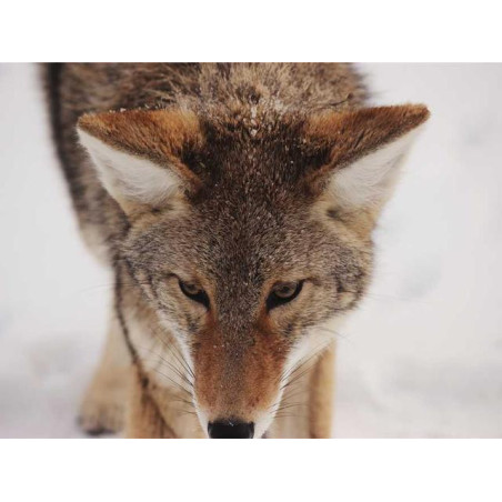 Ergonomic Bronze Plate fr-FR